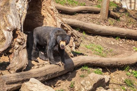 Malayan bear - Helarctos malayanus - the smallest species of bear. It is blac Stock Photos