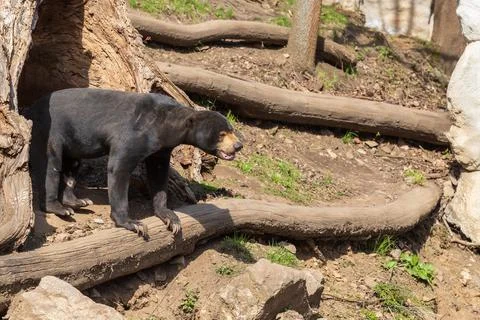 Malayan bear - Helarctos malayanus - the smallest species of bear. It is blac Stock Photos