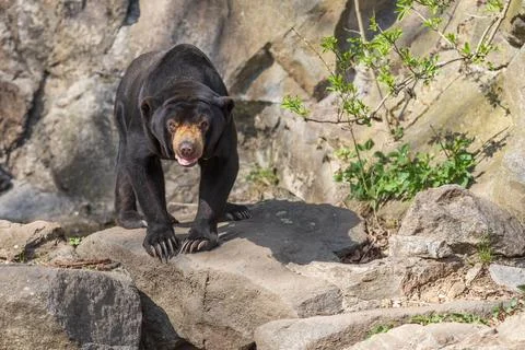 Malayan bear - Helarctos malayanus - the smallest species of bear. It is blac Stock Photos