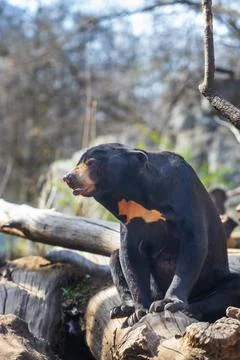 Malayan bear - Helarctos malayanus - the smallest species of bear. It is blac Foto stock