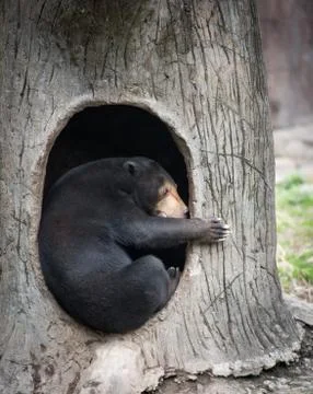 Malayan bear Stock Photos