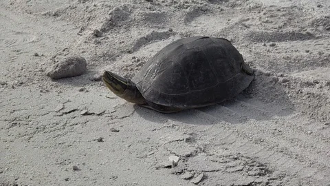 Malayan Box Turtle, Malaysia Video stock 86217356