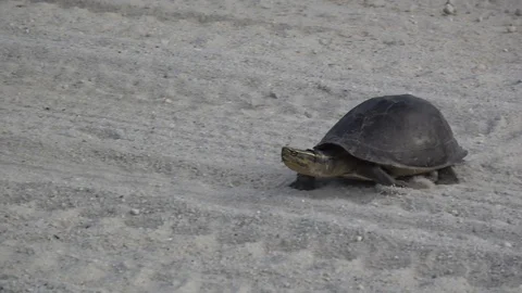 Malayan Box Turtle, Malaysia 스톡 동영상 88548478