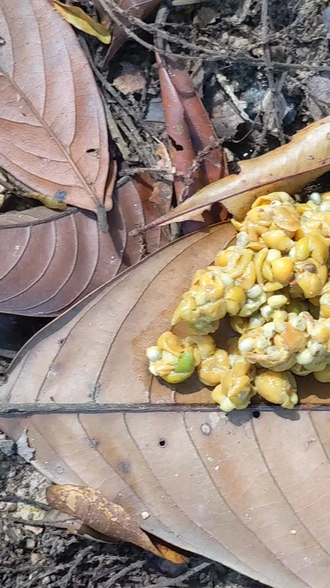 Malayan civet  Stock Footage 274554320