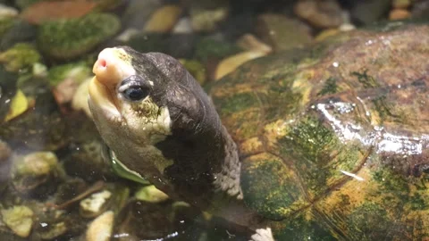 The Malayan flat-shelled turtle (Notochelys platynota) look from water Video stock 263141601