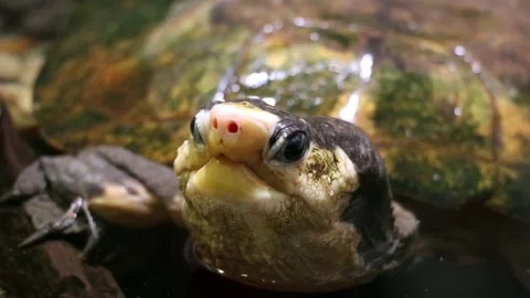 The Malayan flat-shelled turtle (Notochelys platynota) in water Stock Footage 267645734