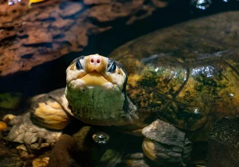 The Malayan flat-shelled turtle (Notochelys platynota) looks to camera Stock-Fotos