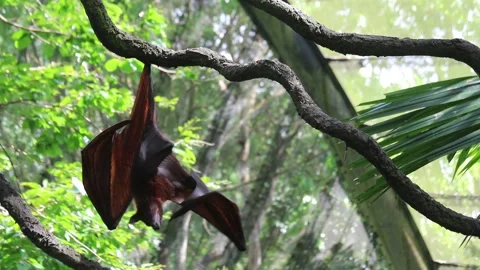 Malayan Flying Fox 2 Stock Footage 132962234