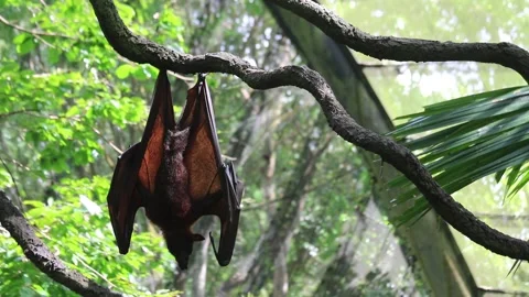 Malayan Flying Fox 3 Stock Footage 133628039