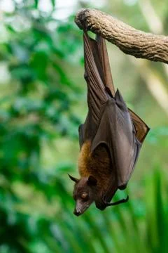 Malayan flying fox Stock Photos