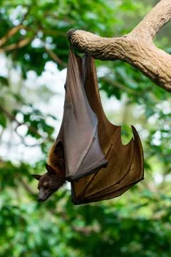 Malayan flying fox Stock Photos