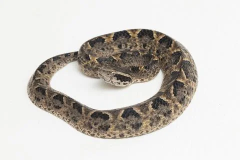 Malayan ground pit viper snake, Calloselasma rhodostoma isolated on white backgr Stock Photos