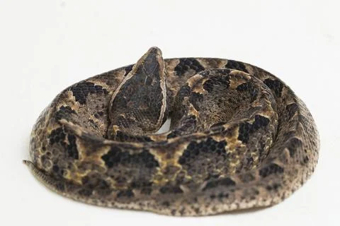 Malayan ground pit viper snake, Calloselasma rhodostoma isolated on white backgr Stock Photos