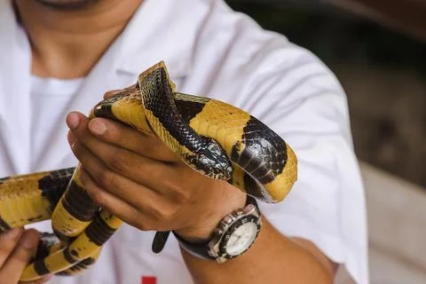 Malayan Krait is on a man's hand. A snake with black and white stripes along Stock Photos