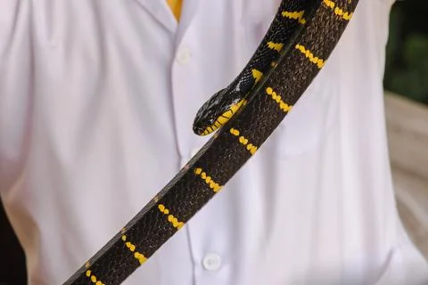 Malayan Krait is on a man's hand. A snake with black and white stripes along Stock Photos