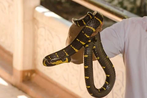 Malayan Krait is on a man's hand. A snake with black and white stripes along Stock Photos