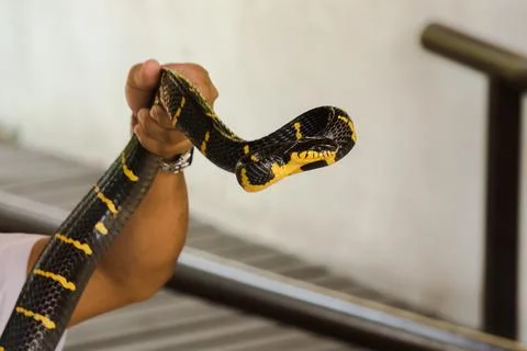 Malayan Krait is on a man's hand. A snake with black and white stripes along Stock Photos