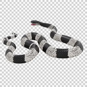 Malayan Krait Pose Stock-Illustration