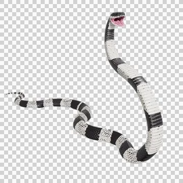 Malayan Krait Pose Stock-Illustration