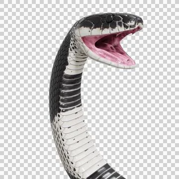 Malayan Krait Pose Stock Illustration