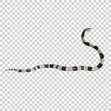 Malayan Krait Pose Stock-Illustration