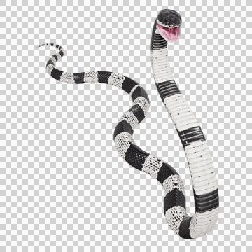Malayan Krait Pose Stock Illustration