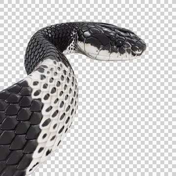 Malayan Krait Pose Stock Illustration