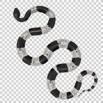 Malayan Krait Pose Stock Illustration