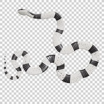 Malayan Krait Pose Stock-Illustration