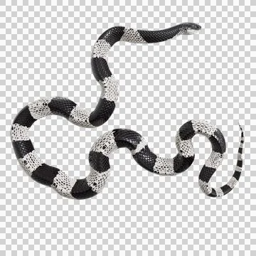 Malayan Krait Pose Stock-Illustration