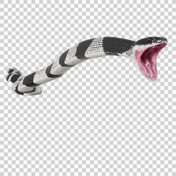 Malayan Krait Pose Stock Illustration