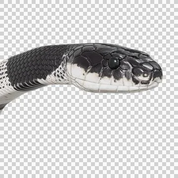 Malayan Krait Pose Illustrazione stock