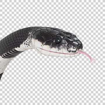 Malayan Krait Pose Stock Illustration