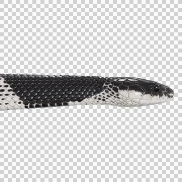 Malayan Krait Pose Stock-Illustration