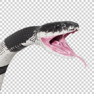Malayan Krait Pose Stock-Illustration