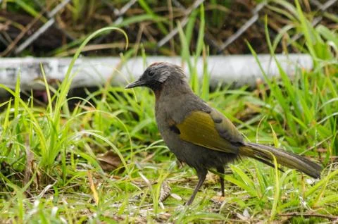 Malayan Laughingthrush Stock Photos