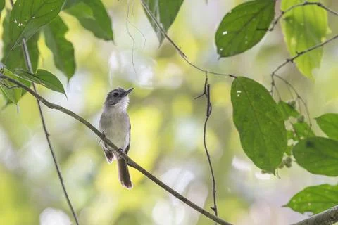 A Malayan Moustached Babbler Stock Photos
