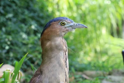 Malayan Night Heron Stock Photos