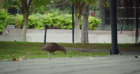 Malayan Night-Heron Walking Around Finding Food(Graded) Video stock 230392977