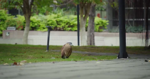 Malayan Night-Heron Walking Around Finding Food(Graded) Video stock 230393048