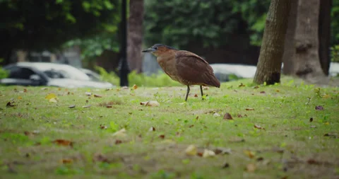 Malayan Night-Heron Walking Around Finding Food(Graded) Stock Footage 230393079