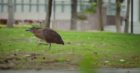 Malayan Night-Heron Walking Around Finding Food(Graded) Video stock 230462068