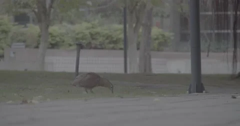Malayan Night-Heron Walking Around Finding Food(Ungraded) Video stock 230466749