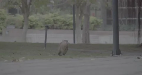 Malayan Night-Heron Walking Around Finding Food(Ungraded) Stock Footage 230466865