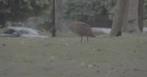 Malayan Night-Heron Walking Around Finding Food(Ungraded) Stock Footage 230467178