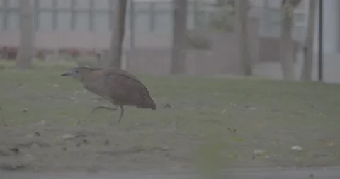 Malayan Night-Heron Walking Around Finding Food(Ungraded) Stock Footage 230467196