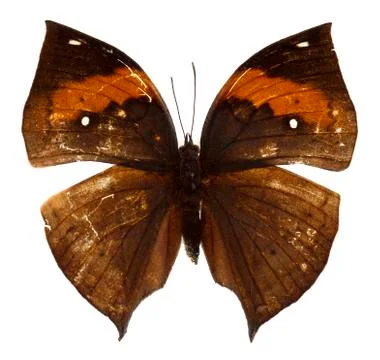 The malayan oakleaf butterfly on white background Stock Photos