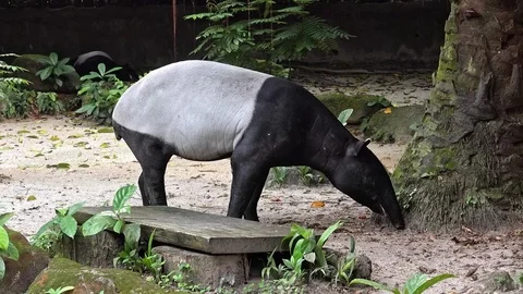 Malayan or Asian tapir Видео 93527397