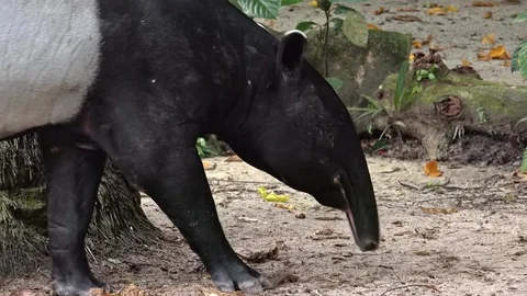 Malayan or Asian tapir walking among trees Видео 99842558