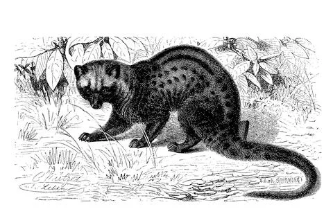 Malayan palm roller asian palm civet Paradoxurus hermaphroditus a creeping cat Stock Illustration